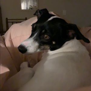 Meet your Posher, Rachel